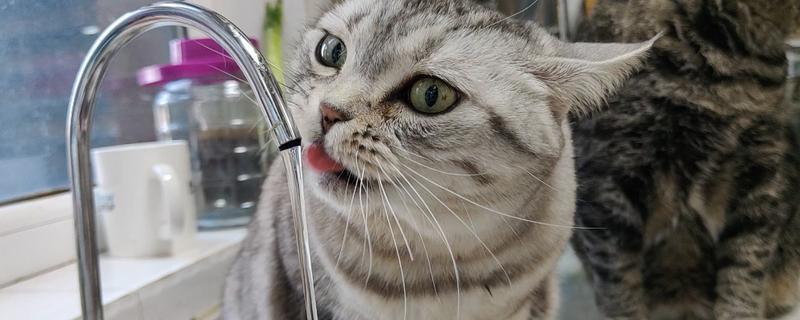 猫为什么尿不出来，可能是饮水不足、食物太咸等因素造成