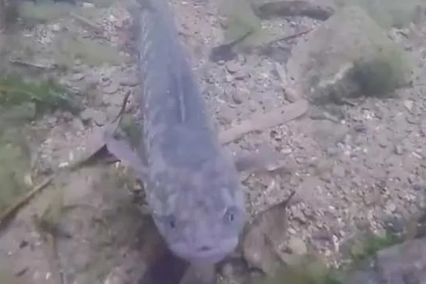 七星鱼的简介,学名叫做月鳢