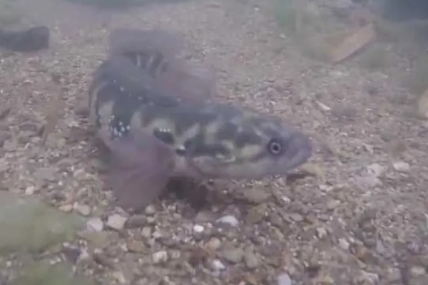 七星鱼的简介,学名叫做月鳢