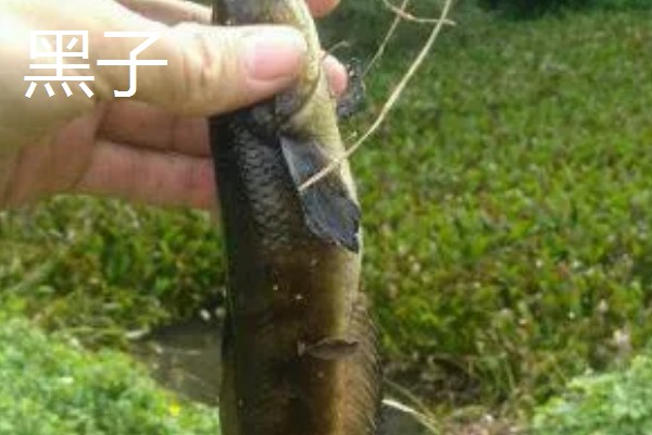 七星鱼的简介,学名叫做月鳢