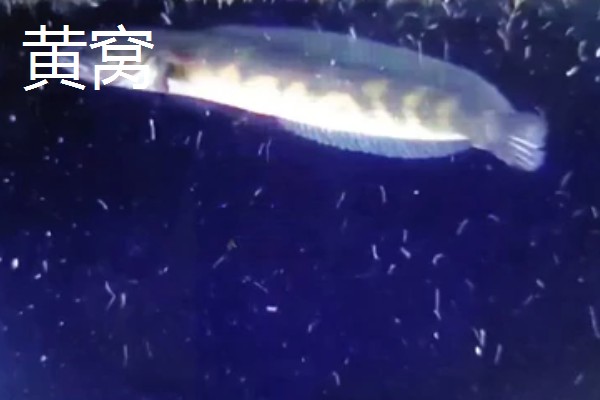 七星鱼的简介,学名叫做月鳢