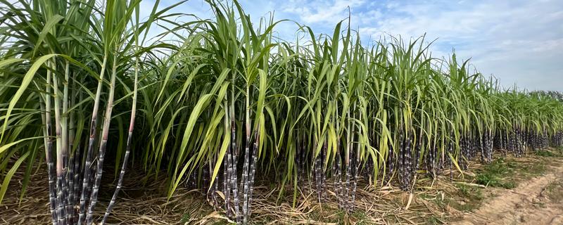 甘蔗的适宜种植地区，以土壤肥沃、阳光充足、降水丰富的地方为宜