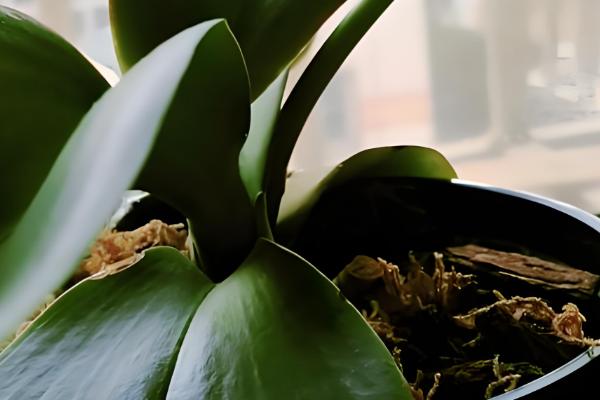 蝴蝶兰长花箭应该如何施肥，遵循薄肥勤施的原则