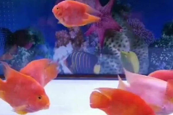 冷水鹦鹉鱼的养殖方法，喜欢在弱碱性的水中生活