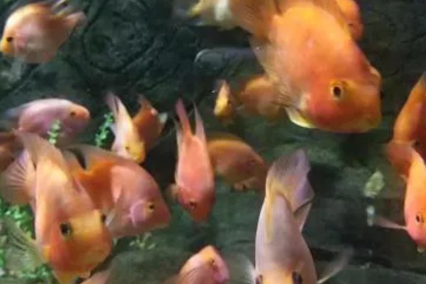 冷水鹦鹉鱼的养殖方法，喜欢在弱碱性的水中生活
