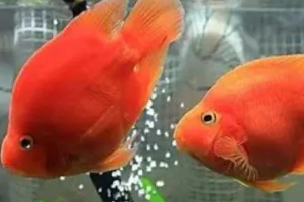 冷水鹦鹉鱼的养殖方法，喜欢在弱碱性的水中生活