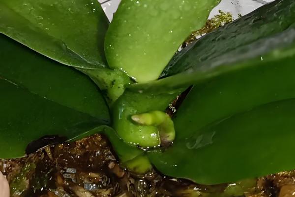 蝴蝶兰长花箭应该如何施肥，遵循薄肥勤施的原则