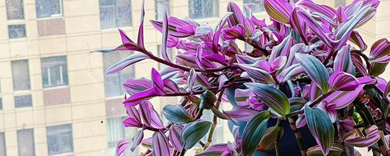 油画婚礼吊兰叶子发焦如何处理，养分不足要追施有机肥或氮肥