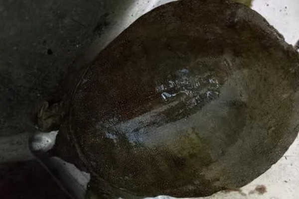 野生甲鱼是不是保护动物，部分品种不受保护