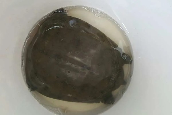 野生甲鱼是不是保护动物，部分品种不受保护