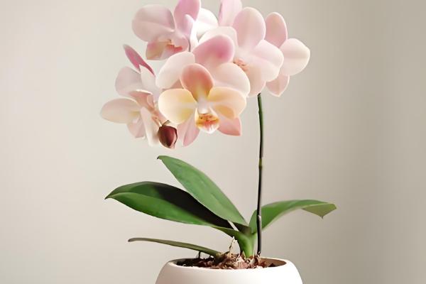 蝴蝶兰长花箭应该如何施肥，遵循薄肥勤施的原则