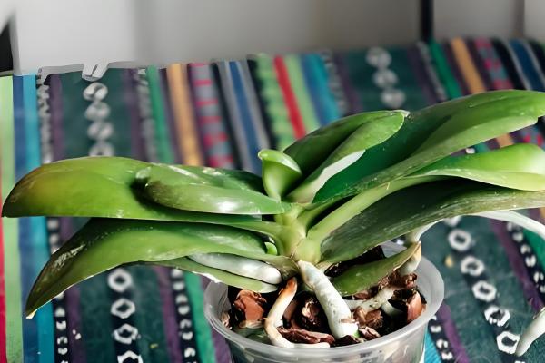 蝴蝶兰长花箭应该如何施肥，遵循薄肥勤施的原则