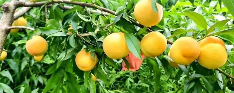 黄桃如何挑选，可以看产地、大小等