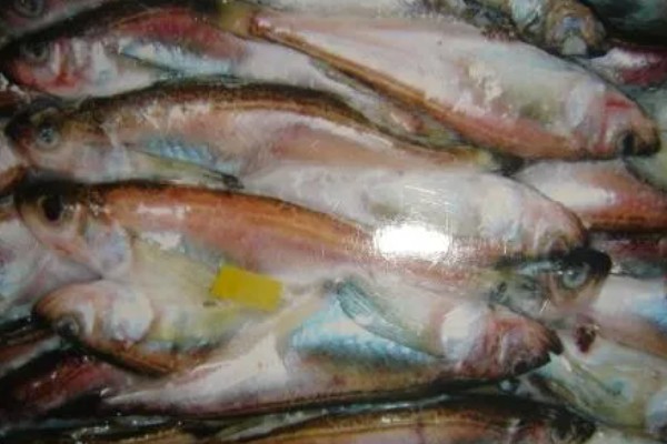 冷冻雷鱼没有头的原因，食用价值不高且不易处理