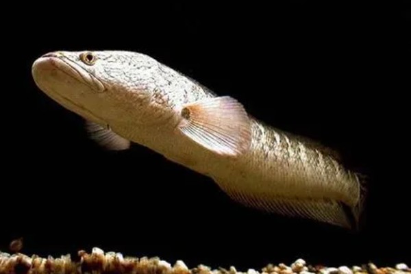 冷冻雷鱼没有头的原因，食用价值不高且不易处理