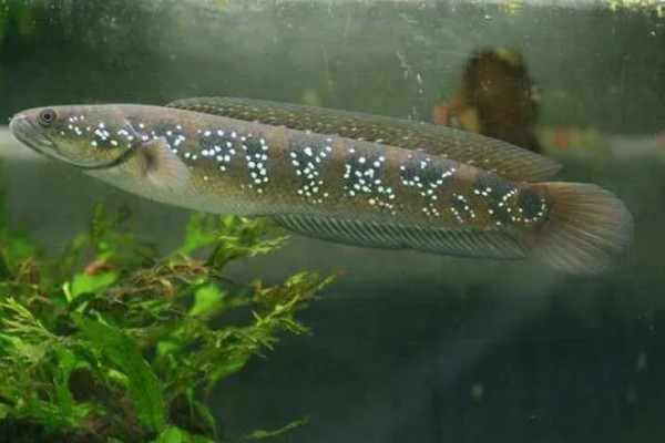 冷冻雷鱼没有头的原因，食用价值不高且不易处理