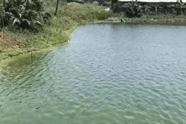 基围虾的养殖要求，要求pH值在7.0-8.0