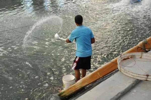 基围虾的养殖要求，要求pH值在7.0-8.0