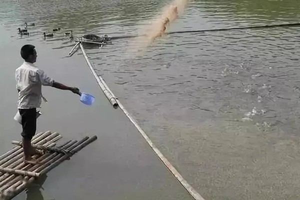 基围虾的养殖要求，要求pH值在7.0-8.0