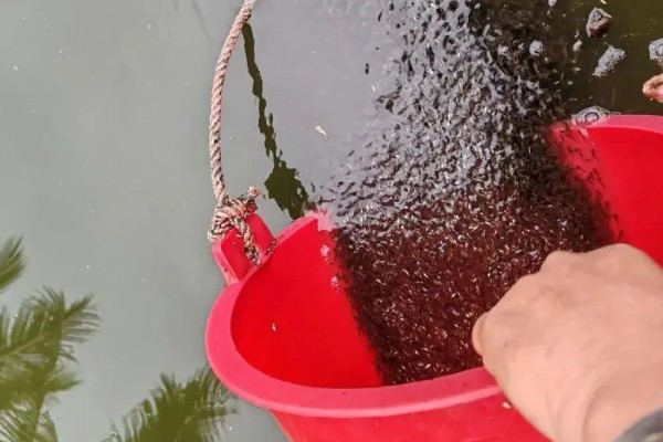 基围虾的养殖要求，要求pH值在7.0-8.0