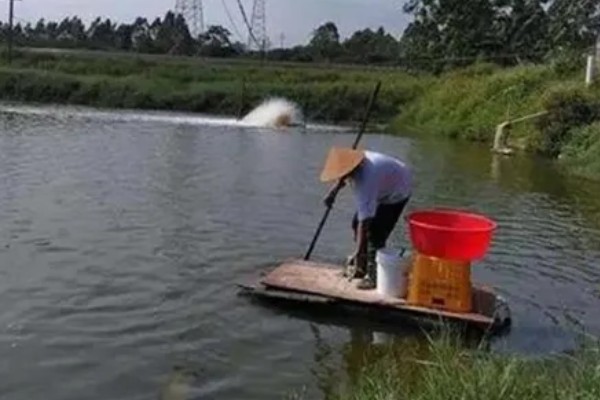 基围虾的养殖要求，要求pH值在7.0-8.0