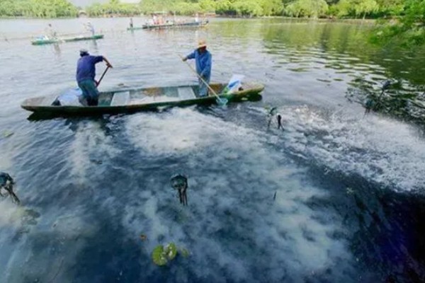 基围虾的养殖要求，要求pH值在7.0-8.0