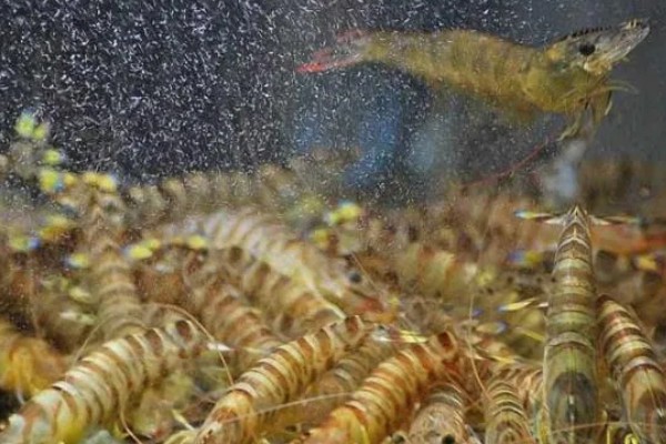 基围虾的养殖要求，要求pH值在7.0-8.0