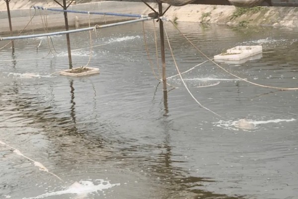 基围虾的养殖要求，要求pH值在7.0-8.0