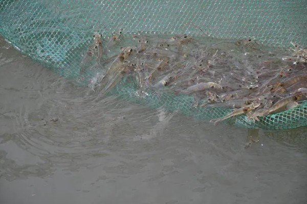 基围虾的养殖要求，要求pH值在7.0-8.0