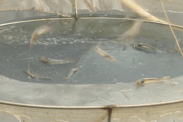 基围虾的养殖要求，要求pH值在7.0-8.0