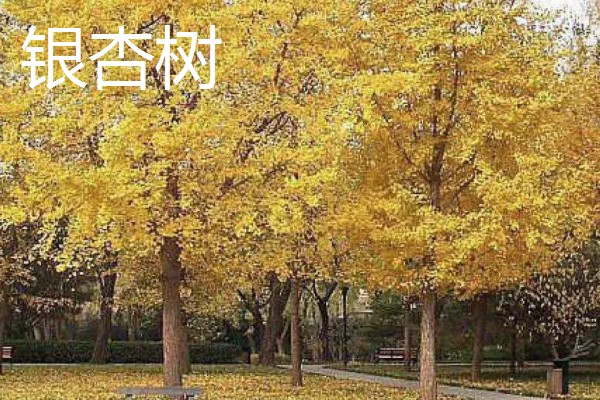 哪些树的叶片会变黄，常见银杏树、榆树等品种