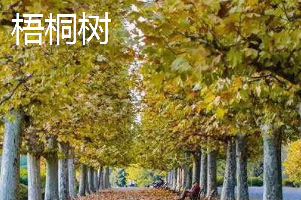 哪些树的叶片会变黄，常见银杏树、榆树等品种