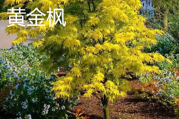 哪些树的叶片会变黄，常见银杏树、榆树等品种