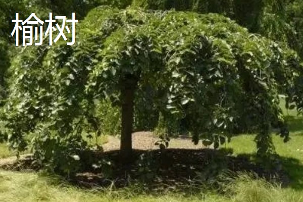 哪些树的叶片会变黄，常见银杏树、榆树等品种