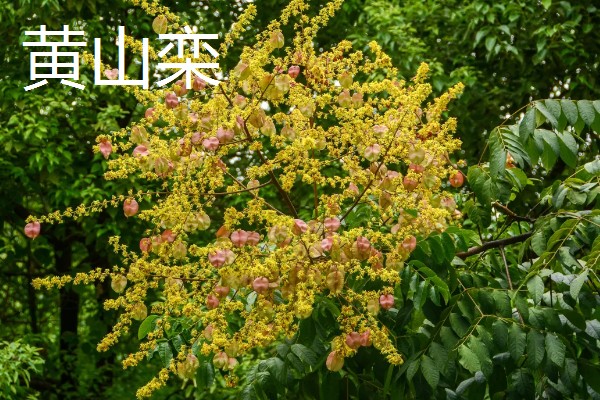 哪些树的叶片会变黄，常见银杏树、榆树等品种