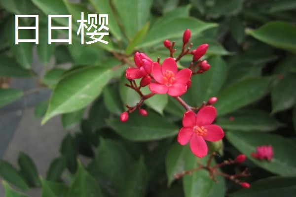 哪些树的叶片会变黄，常见银杏树、榆树等品种