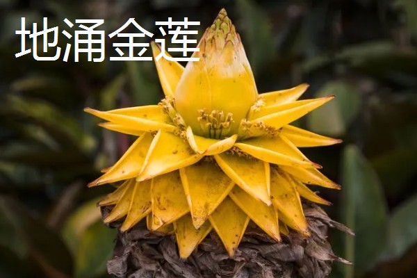 哪些树的叶片会变黄，常见银杏树、榆树等品种