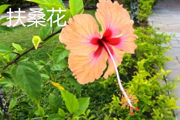 哪些树的叶片会变黄，常见银杏树、榆树等品种