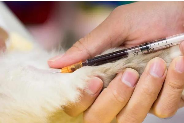 猫咪黄疸怎么治疗，需要确定病因之后再进行治疗