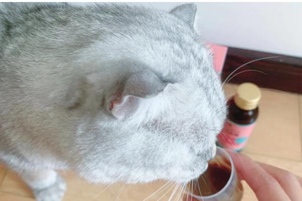 猫咪黄疸怎么治疗，需要确定病因之后再进行治疗