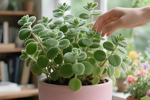 碰碰香叶子发黄如何处理,水分过多要停止浇水并放在通风处