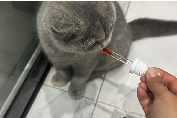 猫咪黄疸怎么治疗，需要确定病因之后再进行治疗