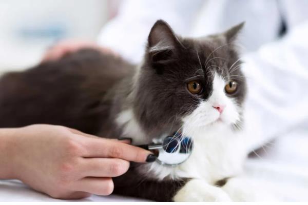 猫咪黄疸怎么治疗，需要确定病因之后再进行治疗