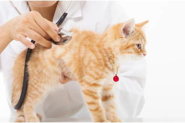 猫咪黄疸怎么治疗，需要确定病因之后再进行治疗