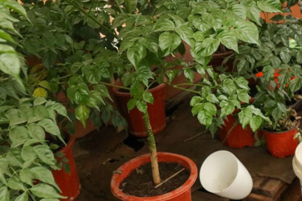 室内幸福树怎么浇水，每隔7-10天浇一次