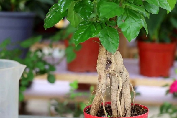 室内幸福树怎么浇水，每隔7-10天浇一次