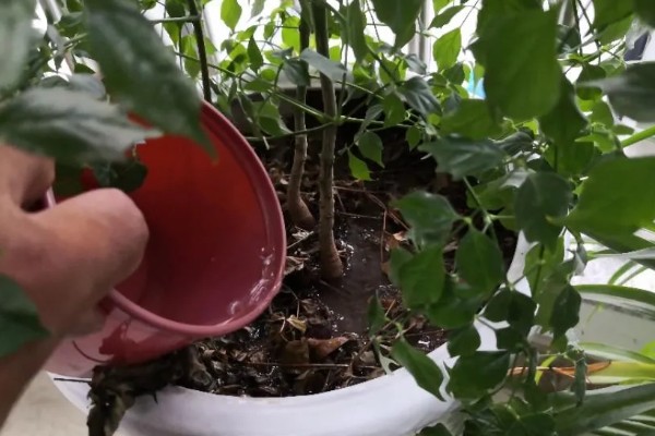 室内幸福树怎么浇水，每隔7-10天浇一次