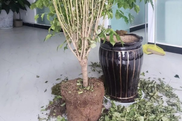 室内幸福树怎么浇水，每隔7-10天浇一次