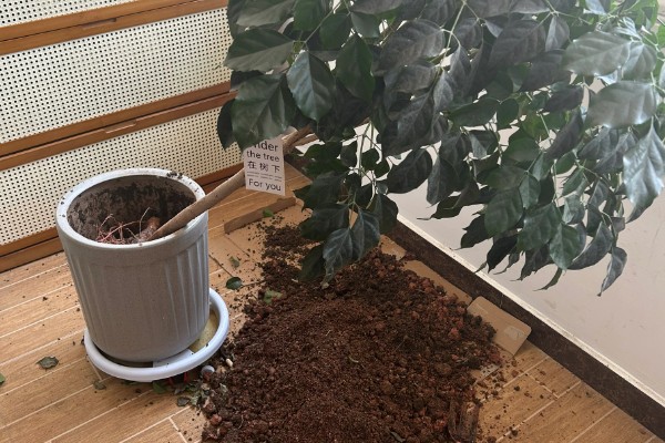 室内幸福树怎么浇水，每隔7-10天浇一次