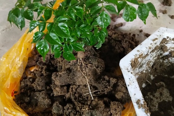 室内幸福树怎么浇水，每隔7-10天浇一次